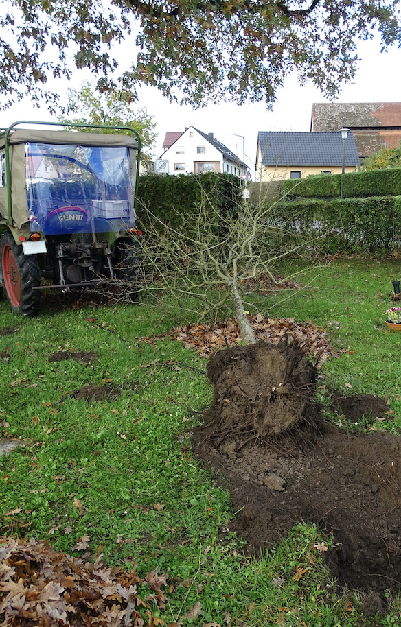 Baum mit Wurzelballen ausgegraben