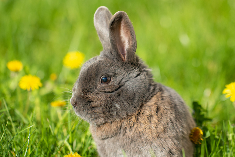 Hase in Wiese