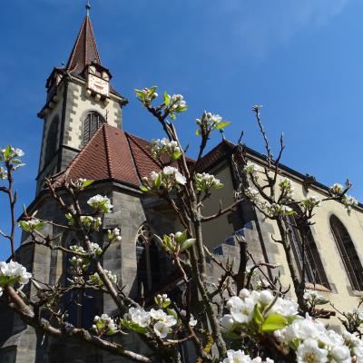 Bluehender Zweig Und Kirchturm