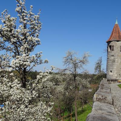 Kirchenmauer Und Bluehende Baeume